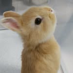 いとちゃん&ぬいちゃん&はりちゃん