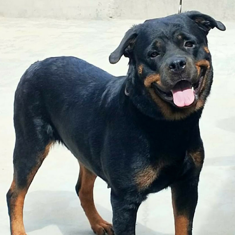 tuffy Rottweiler