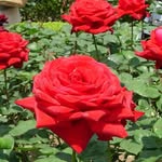 Green E Roses