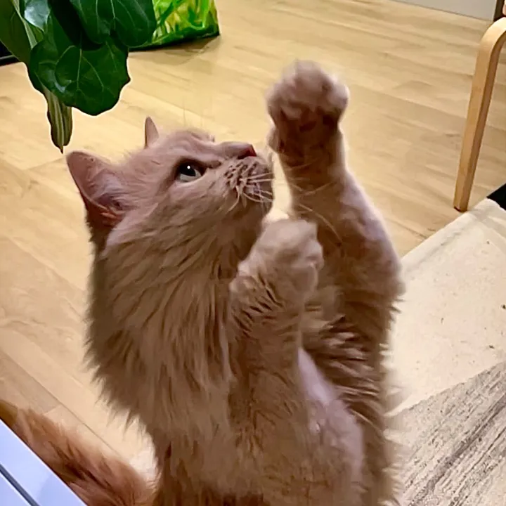 cat wants uppies