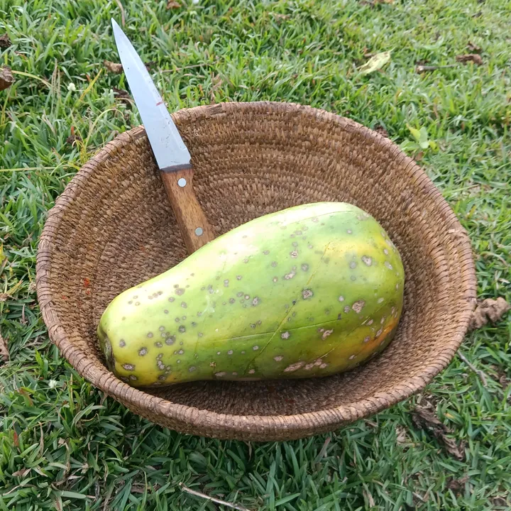 Juliyaasi