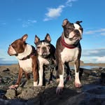 Boston_Terrier_Talk