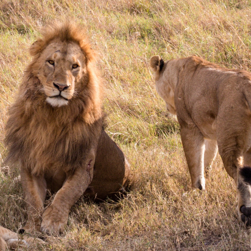 Wild life TV