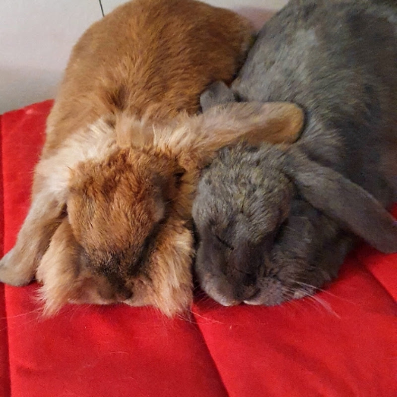 Fluffy& Nonnie