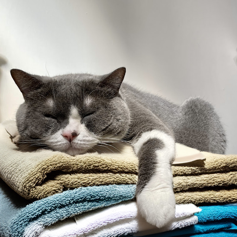  Choco Theme - Choco Cafe - Lofi music story 