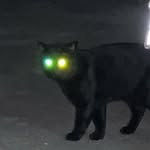 ༺ᗫ̇ᐤ̇ᕄ̇ϭ̇ ᗫ̇ᐤ̇ᕄ̇ϭ̇༻