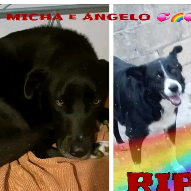 🌱Animali 🌱Ambiente🌱Vegan🌱