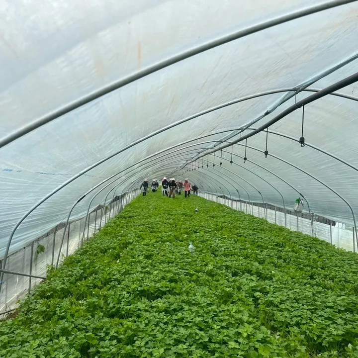 Agriculture in Korea 🇰🇷
