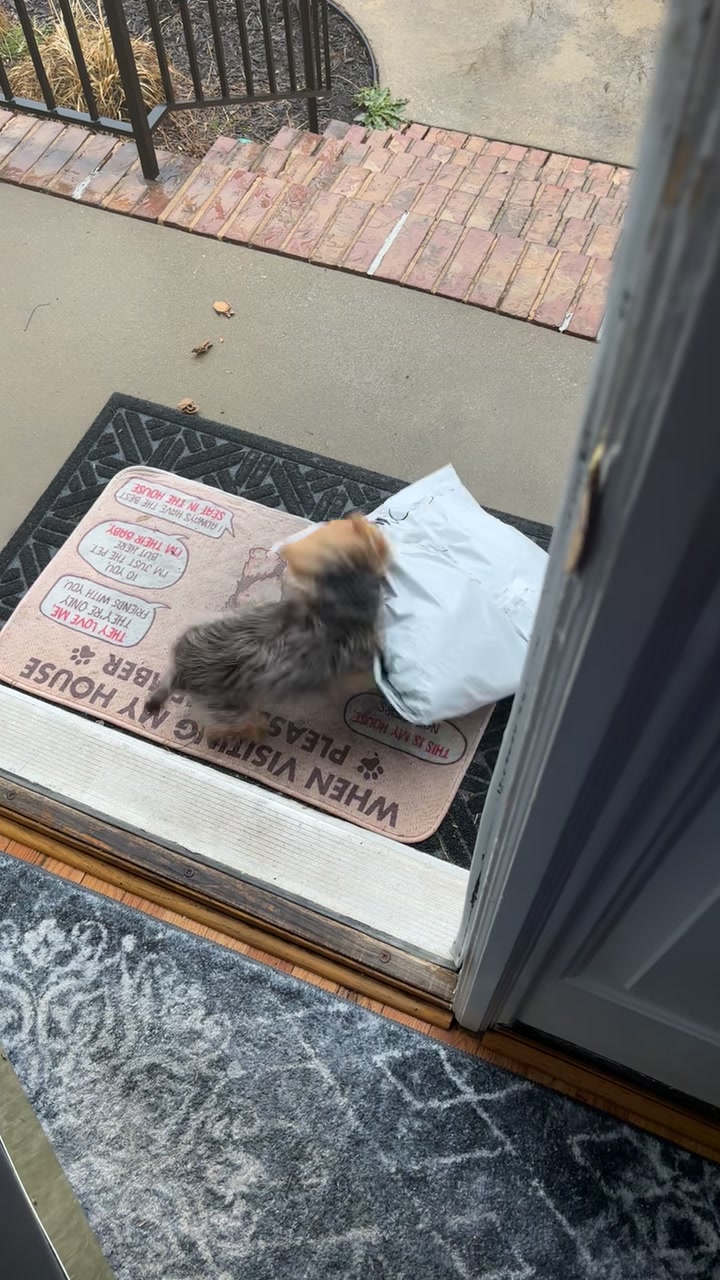 Chancethecrazyyorkie