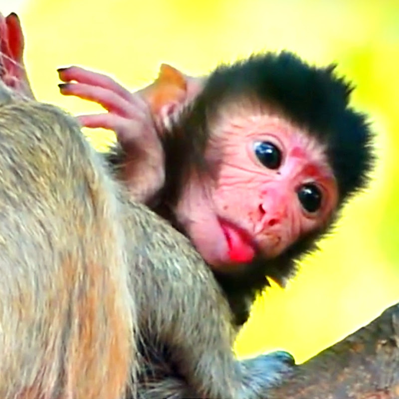 Wild Monkey Life