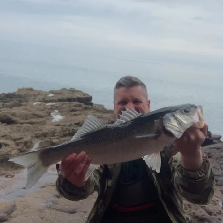 seabassking43