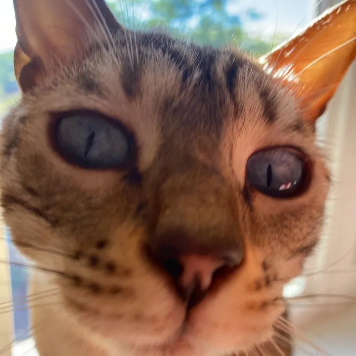 Whiskey the cat😸