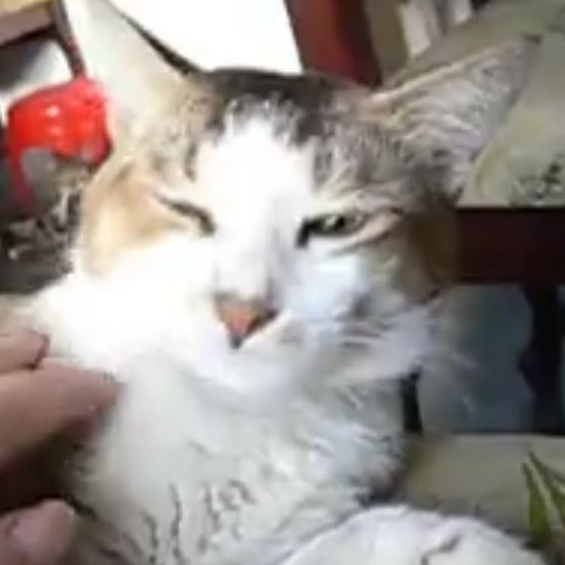 Leona Miaw
