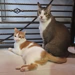 😻 King King ☆ Kismet ☆ Kaliyah ☆ Kiyu 🇸🇬