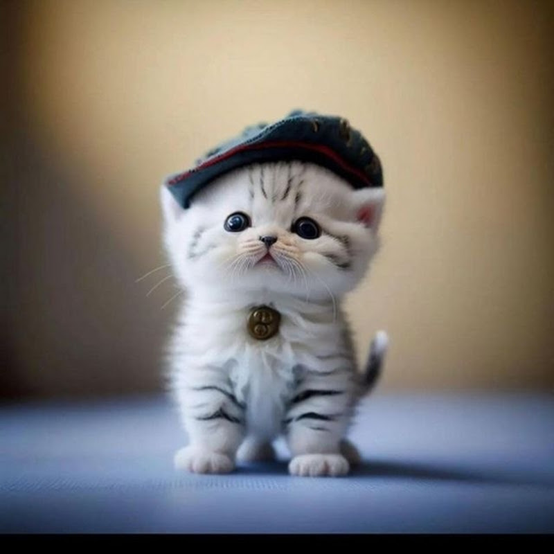 حيوانات اليفة