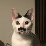 Charlot | The Moustache Cat
