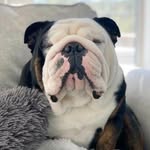 bulldog_lovers_