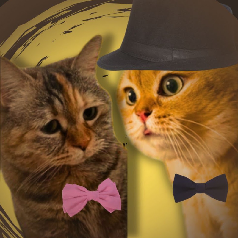The Cats Empire Strikes Back