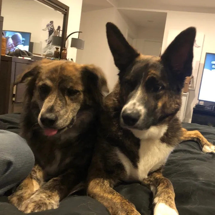 Aussie Amigos