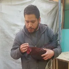 Peruvian Rooster