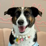 BEBETA / Pet Influencer