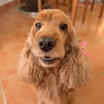 𝐓𝐎𝐊𝐘𝐎 | 𝑐𝑜𝑐𝑘𝑒𝑟𝑠𝑝𝑎𝑛𝑖𝑒𝑙 🤎