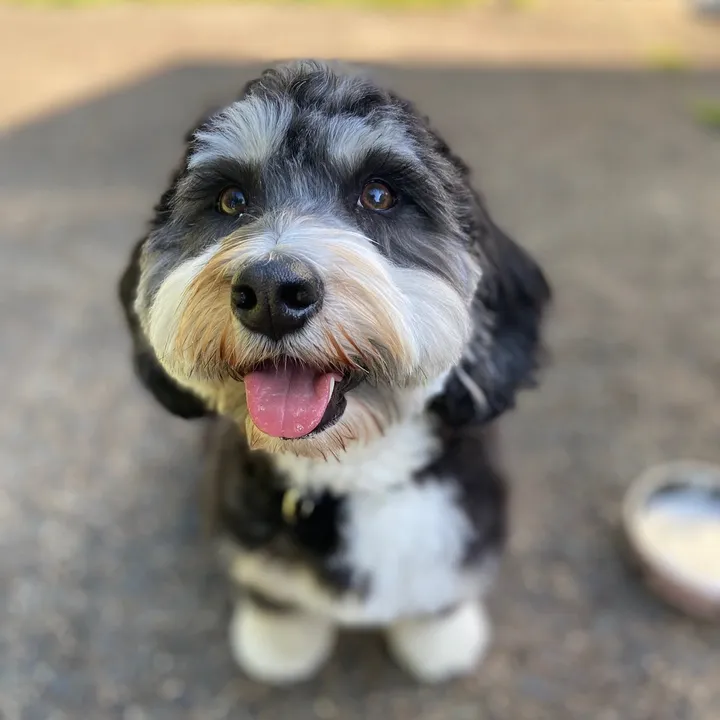 Ellie 🐾 | dog content 💕