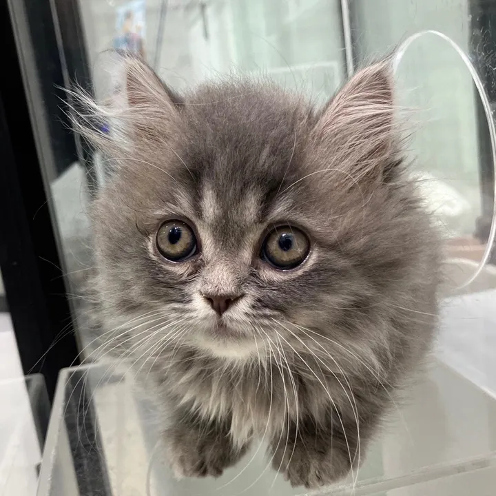 猫3匹兄弟🐈ぷに🐈ぽむ🐈ぴぴ🐈