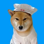 Miss FUJI | Shiba Inu