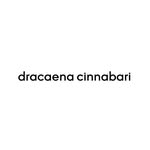 dracaena cinnabari  |  دراسينا سيناباري