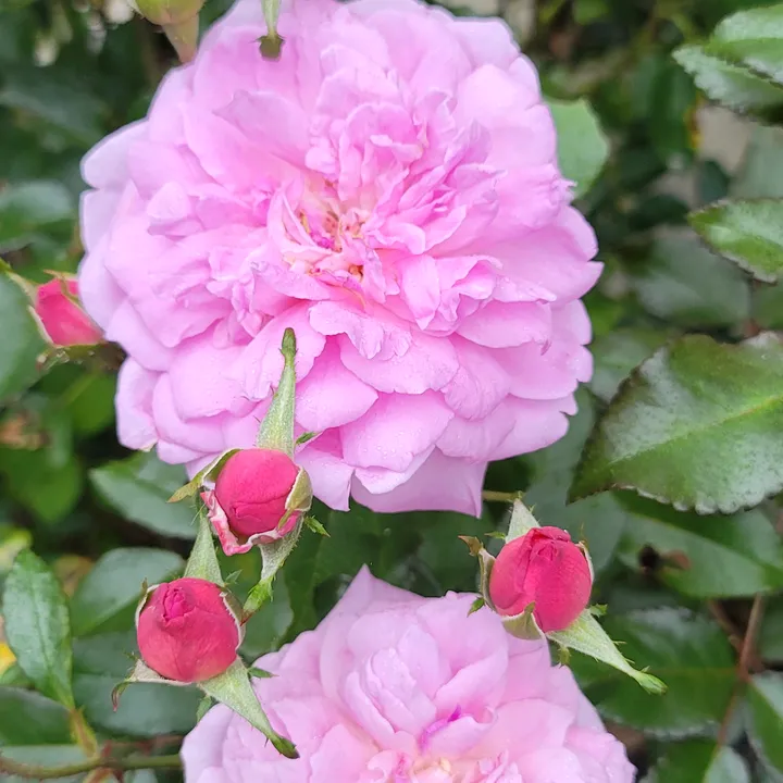 countrygardenoasis