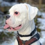 boss_the_white_boxer