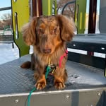 Brew the mini Dachshund