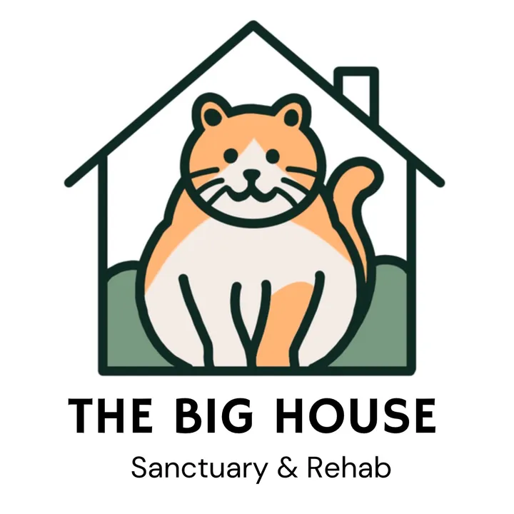 thebighousecats