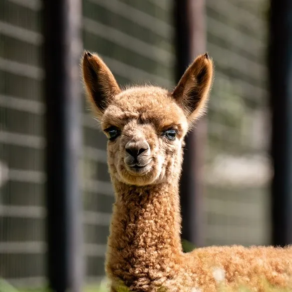 Alpaca_Vorstenbosch