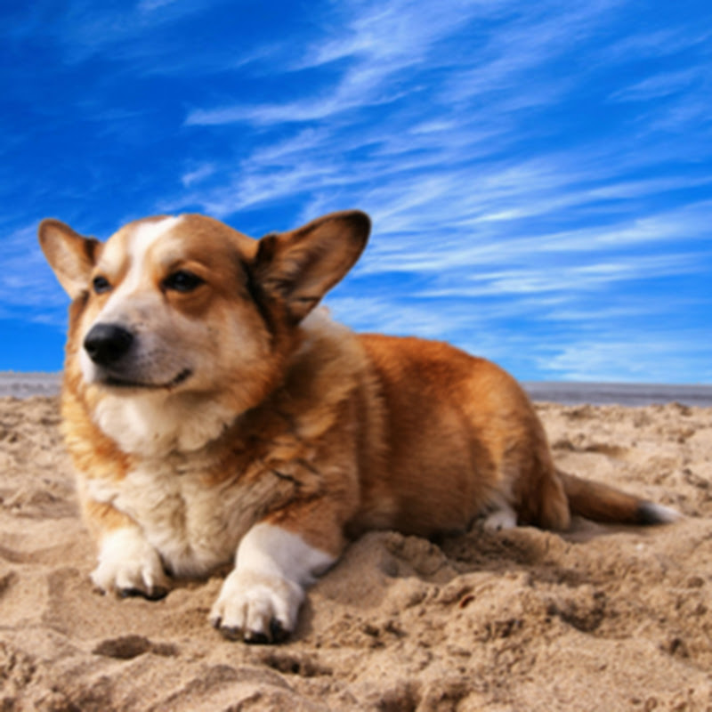Cute Corgi 11