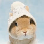 Bunnies of Day 💖