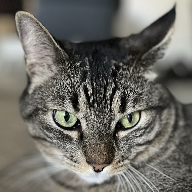 Phoebe Cat from Portugal