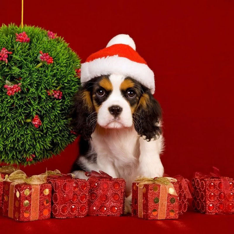  Love Christmas Songs