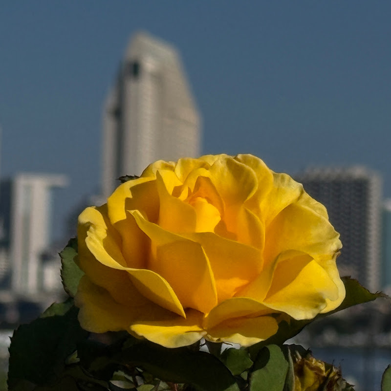 Coronado Beach Company est. 1886