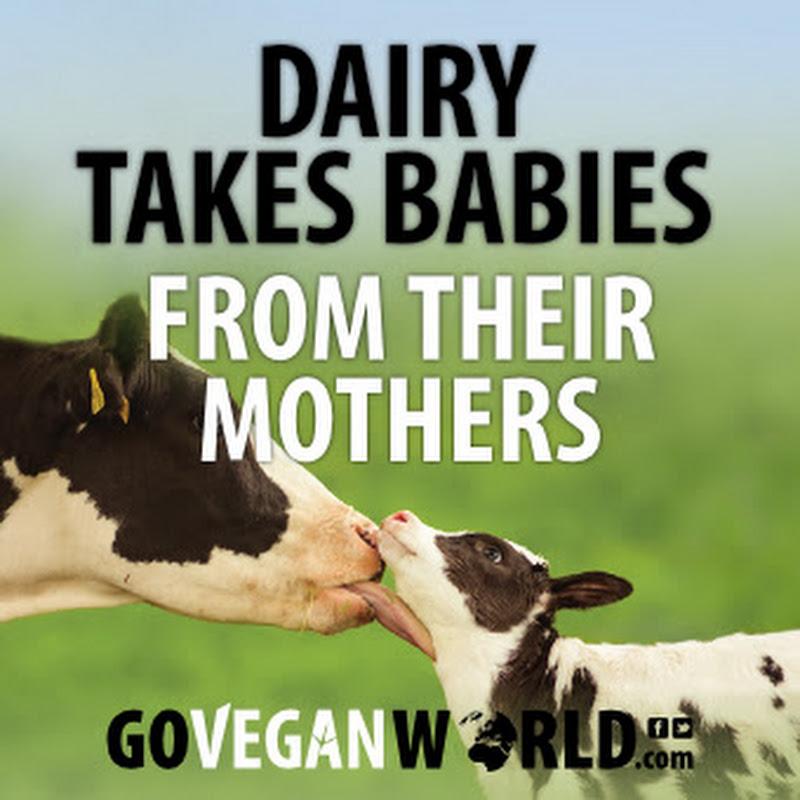 Go Vegan World Animal Rights Campaign