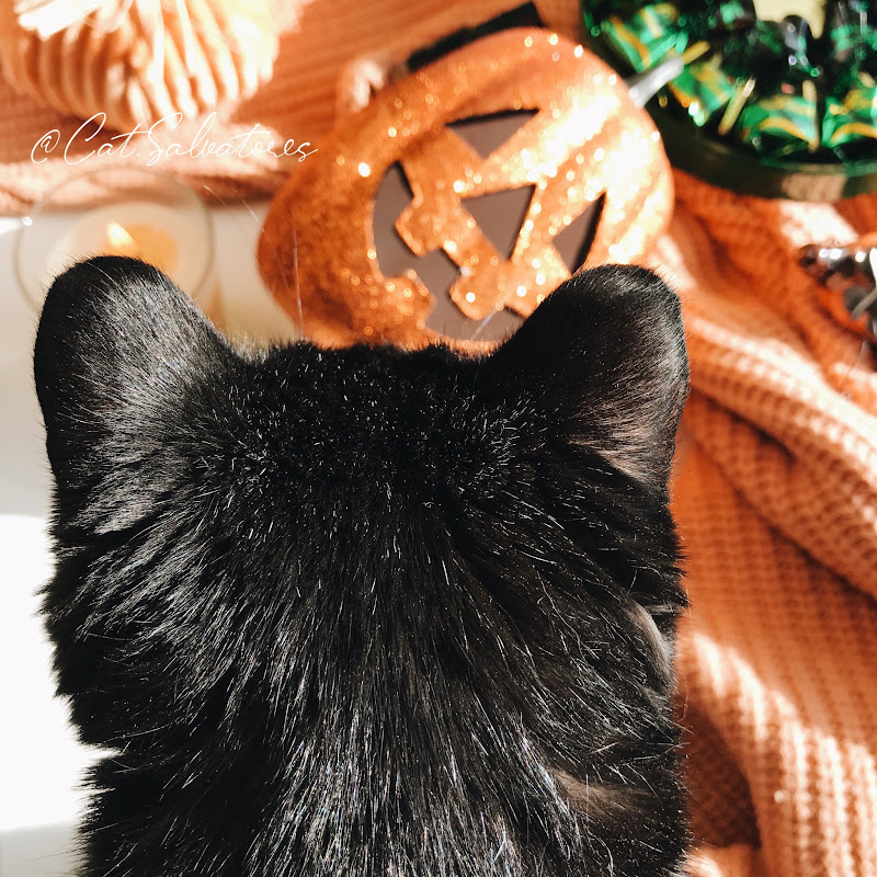 cattissimi 