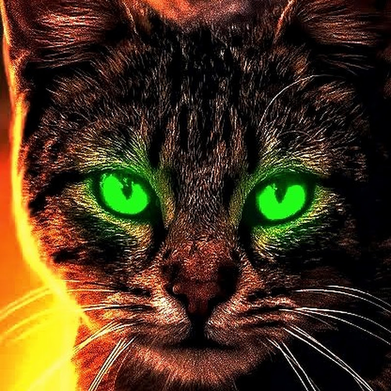 El Gatos
