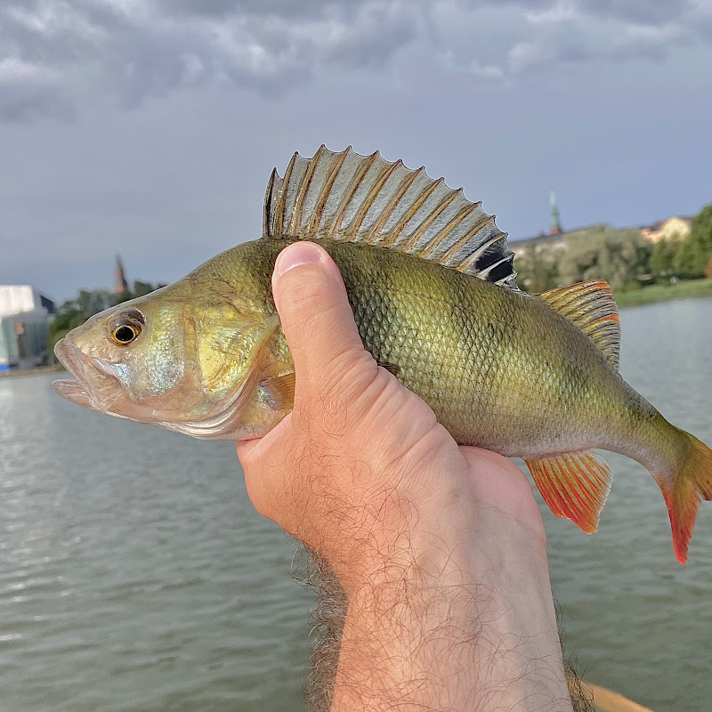 Helsinki Street Fishing