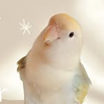 𝗣𝗮𝗿𝗿𝗼𝘁 𝗮𝗿𝗼𝘂𝗻𝗱 𝗮 𝗽𝗼𝘁𝘁𝗲𝗿