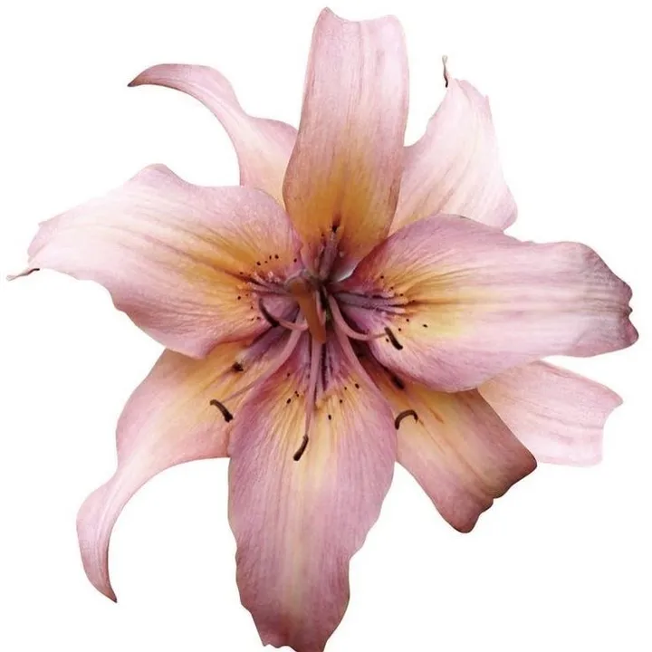 stylestuff🪩🫧⭐️🍸