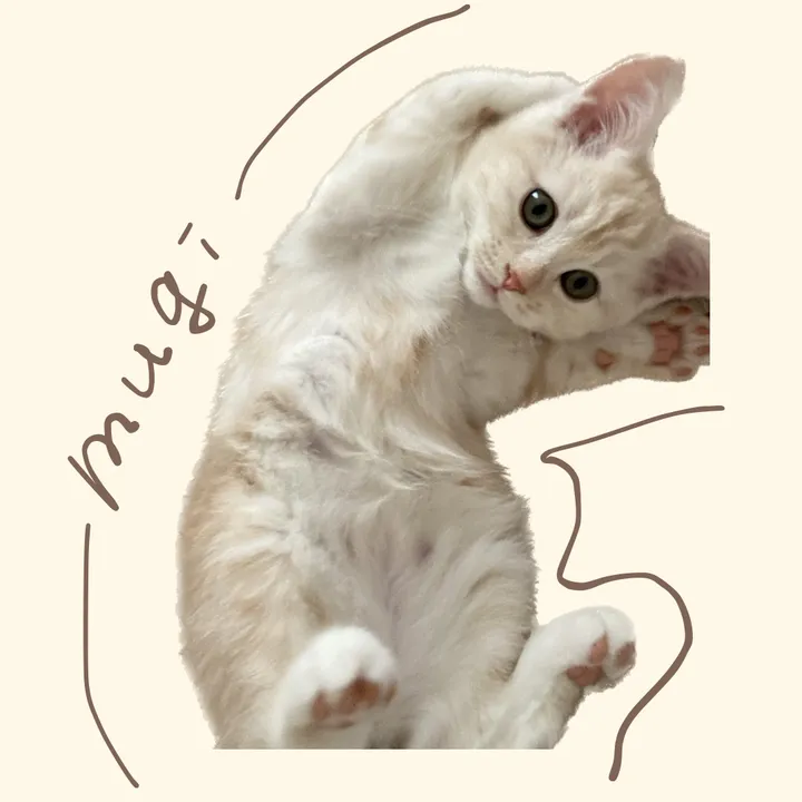 マンチカンむぎ🌾🐈⸒⸒⸒⸒
