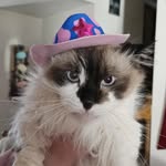 Cosmo_the_munchkin