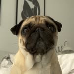 DaisyPug