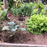🧑‍🌾 Jardinbiobzh 🌱